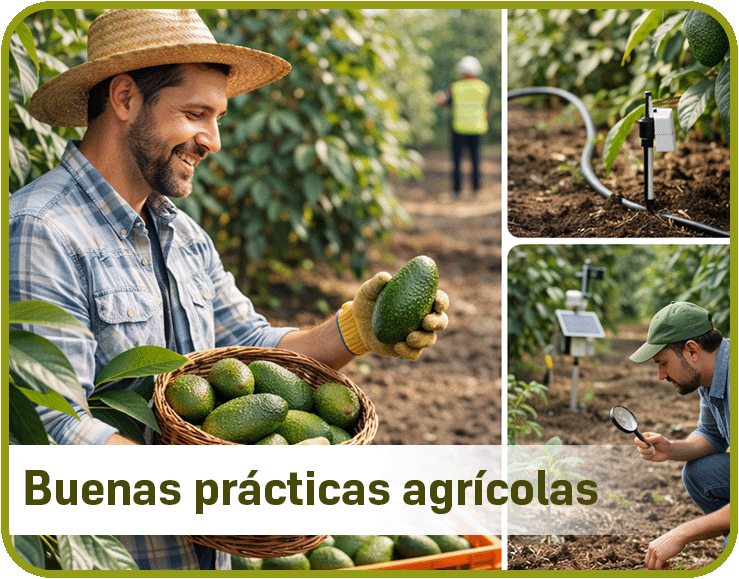 Buenas prácticas agrícolas